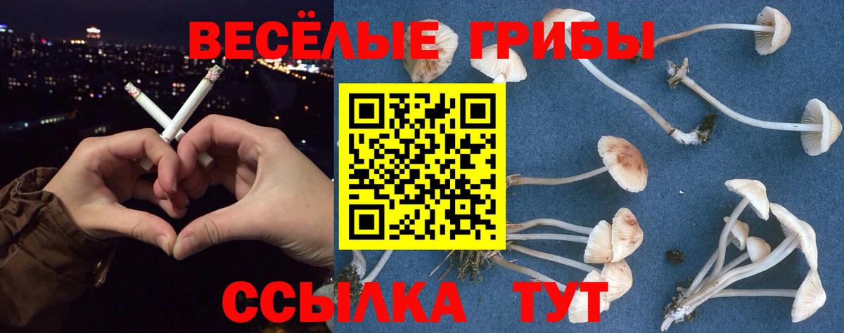 Галлюциногенные грибы GOLDEN TEACHER  Псилоцибиновые грибы Cubensis  Вход с VPN  Чернушка 